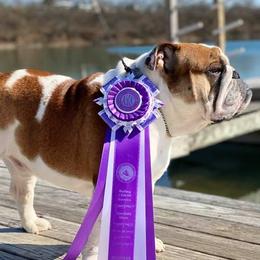 Bulldogs from Hummerbulls
