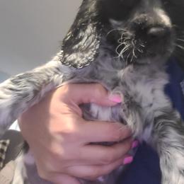 English Springer Spaniel Puppies from Savannah River Springers