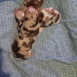 Boy 3 - Red merle male Australian Shepherd puppy in Sultan, Washington from Van Huitt Australian Shepherds