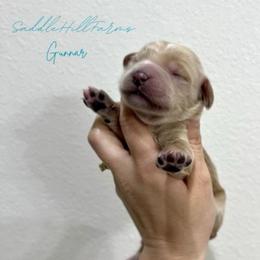 Gunnar - Cream male Goldendoodle puppy in Rienzi, Mississippi from Saddle Hill Farms