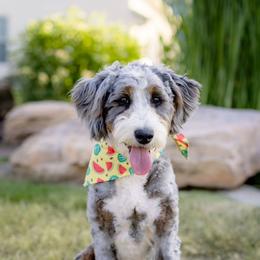 Molly - Bernedoodle