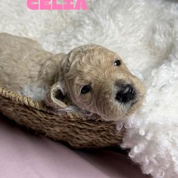 Celia - Apricot female Goldendoodle puppy in Miami, Florida from Kalidoodlee