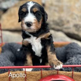 Apollo - Tri-color male Bernedoodle puppy in Salem, Utah from Doodle Doodle Dogs