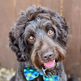 Arthur - Australian Labradoodle