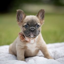 Lilac fluffy fawn female - Blue fawn female French Bulldog puppy in Denison, Texas from Lovemyfrenchies – Stoddard Frenchbulldog's