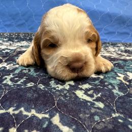 Freddie - Lemon and white male English Springer Spaniel puppy in Coeur D'alene, Idaho from Springer Hollow
