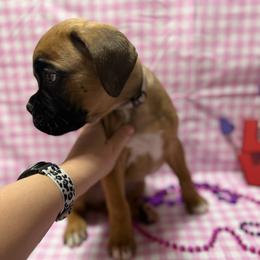 Grey - Fawn male Boxer puppy in Caledonia, North Dakota from Goose River Boxers Co