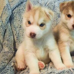 Siberian Husky Puppies from Velox Siberians
