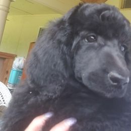 Puppy 7- (Zayin) Female - Black female Poodle puppy in Crewe, Virginia from Whispering Woods Farms LLC