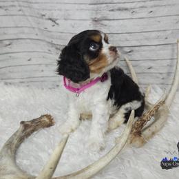 Cavalier King Charles Spaniel and Companion Cross Puppies from Pups on the Ridge