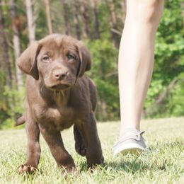 Labrador Retriever Puppies from Dry Pond Retrievers, LLC