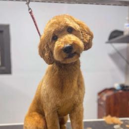 Jasmine - Goldendoodle