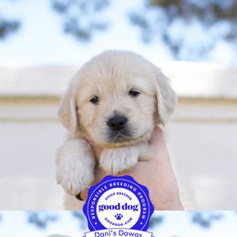 Golden Retriever Puppies from Dani’s Dawgs