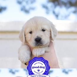 Golden Retriever Puppies from Dani’s Dawgs