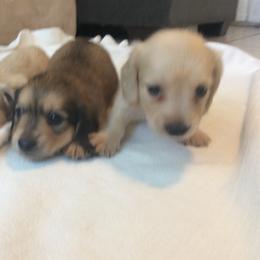 Dude - Cream male Dachshund puppy in Sebring, Florida from Mini Weenies