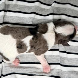 Cumulus - Merle male Cavapoo puppy in Salem, New Jersey from Dreamy Night Doodles
