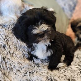 Havanese Puppies from Juniper Grove Havanese
