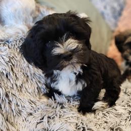 Havanese Puppies from Juniper Grove Havanese