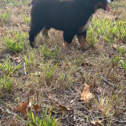 Light purple girl - Black tri-color female Australian Shepherd puppy in Hartville, Missouri from Stamper K9’s