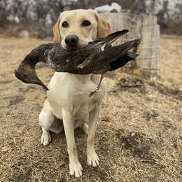 Syren - Labrador Retriever