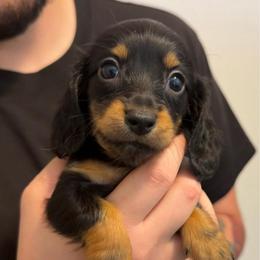 Price 1,875 - Blue Boy - Black and tan male Dachshund puppy in Horizon City, Texas from Willipaws