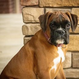 Jazlyn - Boxer