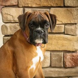 Jazlyn - Boxer