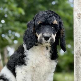 March - Parti female Poodle puppy in Lancaster, Minnesota from Finney Ranch