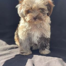 Cockapoo Puppies from Central Cali Cockapoos