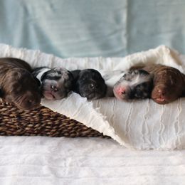Aussiedoodle puppies from Aspen River Doodles