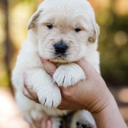 Aspen - Golden female Golden Retriever puppy in Millry, Alabama from Buck Hill Goldens