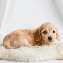 Casey silky - Red female Dachshund puppy in Richmond, Virginia from Irresistible Dachshunds & Cavaliers