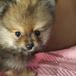 Pomeranians from REONE GHEEN