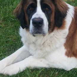 Saint Bernards from SouthSide Saints