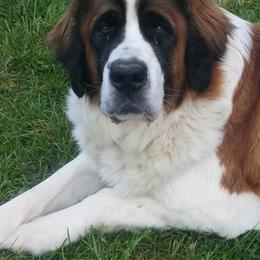 Saint Bernards from SouthSide Saints