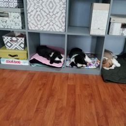 Cardigan Welsh Corgi Puppies from Hurrikane Cardigans