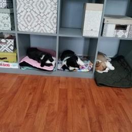 Cardigan Welsh Corgi Puppies from Hurrikane Cardigans