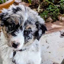 Juniper - Blue merle Australian Shepherd puppy in Trinidad, Colorado from Prairie Feather Farm