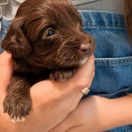 Chewie - Chocolate merle female Bernedoodle puppy in Travelers Rest, South Carolina from Bernedoodle.do