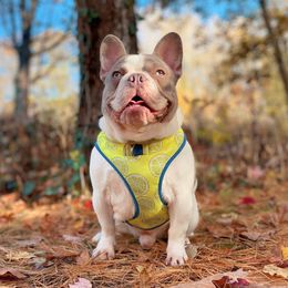 Levi - French Bulldog