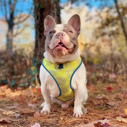 Levi - French Bulldog