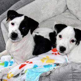 Jack Russell Terrier and Labrador Retriever Puppies from Julsby Labradors and Jack Russell Terriers