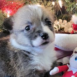 Leopard bandana girl - Red female Pembroke Welsh Corgi puppy in Cherokee, Oklahoma from MCS Farms-OK