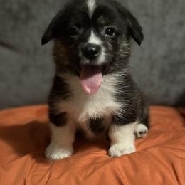 Albert - Black and tan male American Corgi puppy in Washington, Arkansas from Foxy Knoll Farm