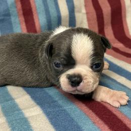 Froggy - Blue male Boston Terrier puppy in Corning, California from SB Bostons / Raksha Malinois