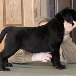 Labrador Retriever Puppies from R Little Retrievers