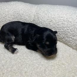 Captain - Silver male Schnoodle puppy in Lathrop, Missouri from RR Schnoodles