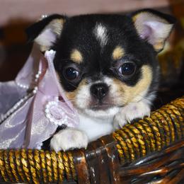 Willow - Black and tan female Chihuahua puppy in Gloucester, Virginia from Charlotte's Web of Chihuahuas