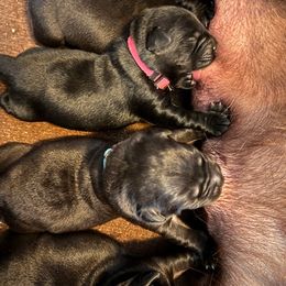 Labrador Retriever puppies from Labrador emPAWrium