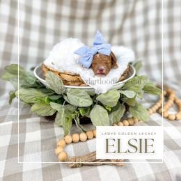 Elsie - Red  female Goldendoodle puppy in Cedar City, Utah from Cedar Doodles- Home of the Teddybear Goldendoodle